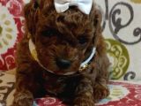 Safkan Toy Poodle Yavrularımız