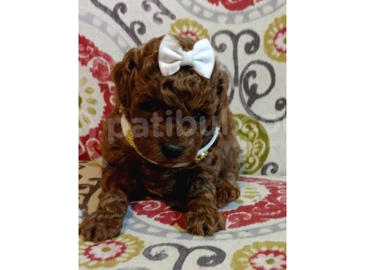 Safkan Toy Poodle Yavrularımız görsel