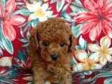 Safkan Toy Poodle Yavrularımız