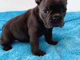 Blue Ve 2 Si̇yah Erkek French Bulldog Bebekler