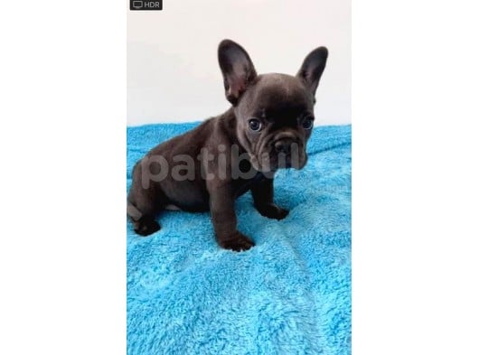 Blue Ve 2 Si̇yah Erkek French Bulldog Bebekler