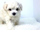 Mini Boy Maltese Yavrular