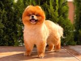 Toy Poodle Yavrular