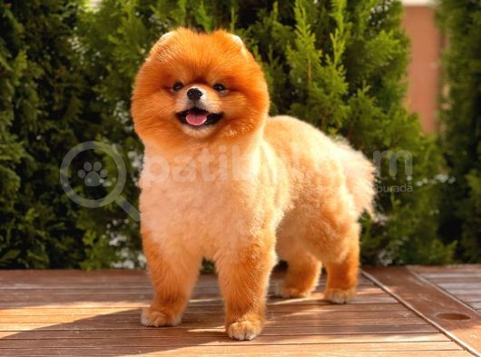 Toy Poodle Yavrular görsel