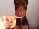Europan Doberman