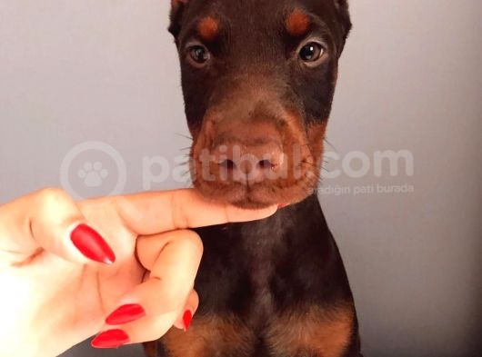 Europan Doberman görsel
