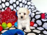 Anne Altından Maltese Terrier