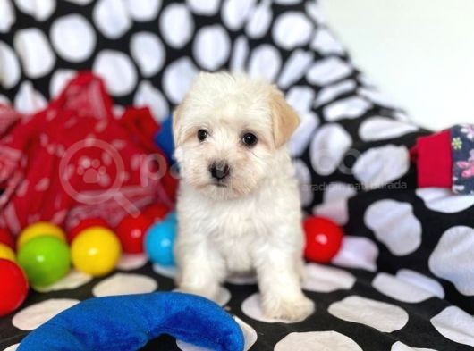 Anne Altından Maltese Terrier