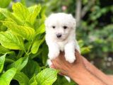 Sevimli Maltese Terrier