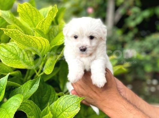 Sevimli Maltese Terrier görsel