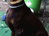 Europan Doberman