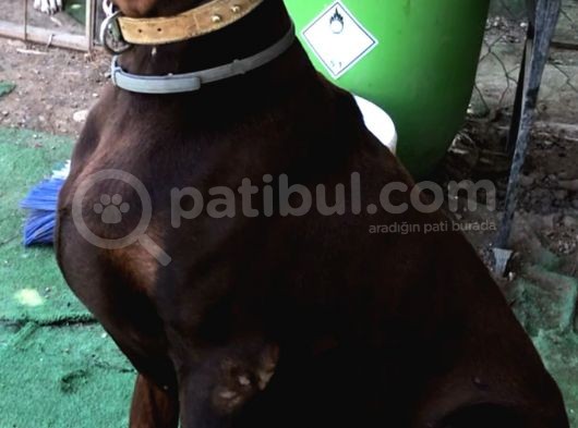 Europan Doberman görsel