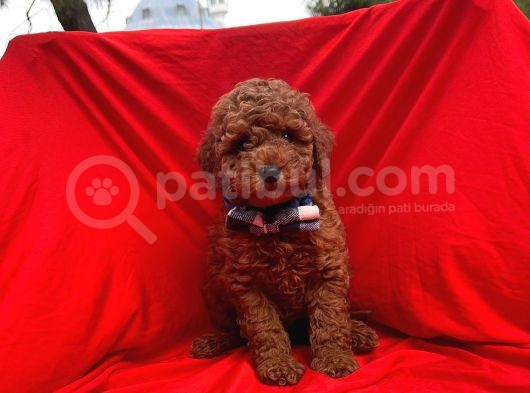 Red Brown Toy Poodle Yavrular