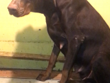 Europan Doberman