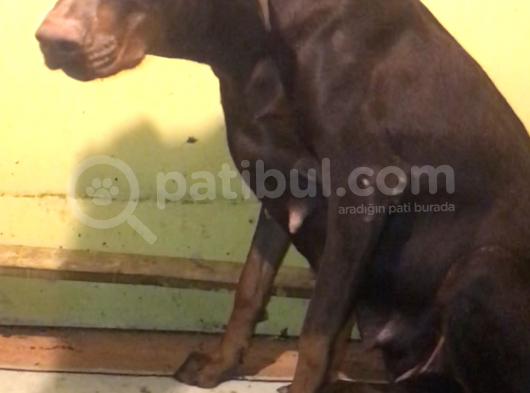 Europan Doberman görsel