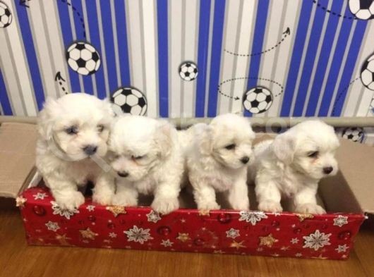 Maltese Terrier Yavrular görsel