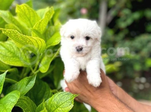 Sevimli Maltese Terrier