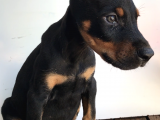 Europan Doberman