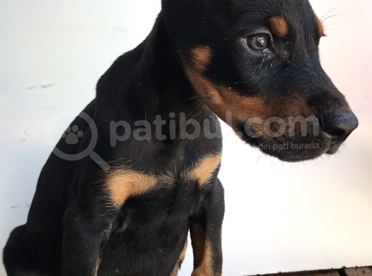 Europan Doberman görsel