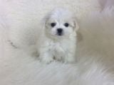 Mini Boy Maltese Yavrular