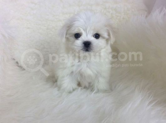 Mini Boy Maltese Yavrular görsel