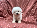 Maltese Terrier Yavrular