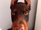 Europan Doberman
