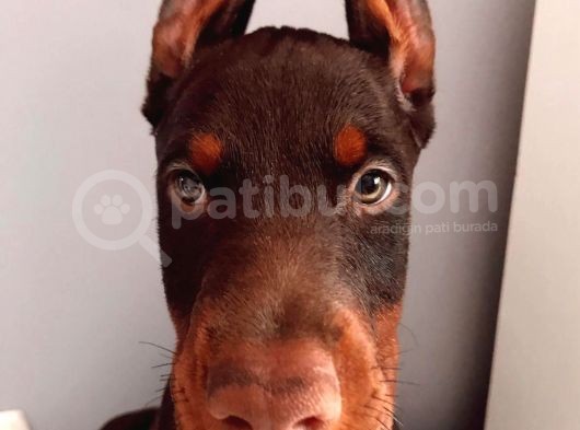 Europan Doberman görsel