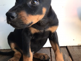 Europan Doberman