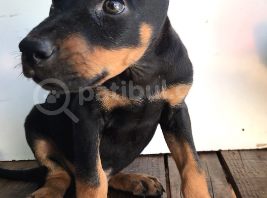 Europan Doberman görsel