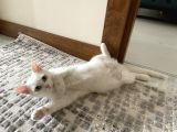 Beyaz British Shorthair Dişi Pirinç