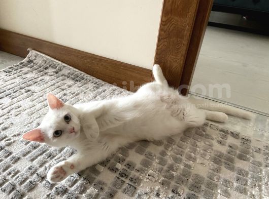 Beyaz British Shorthair Dişi Pirinç