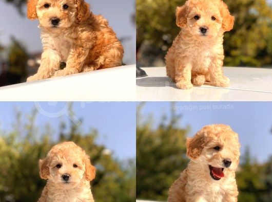 Toy Poodle Yavrular görsel
