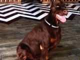 Europan Doberman