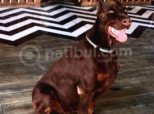 Europan Doberman görsel