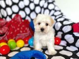 Anne Altından Maltese Terrier