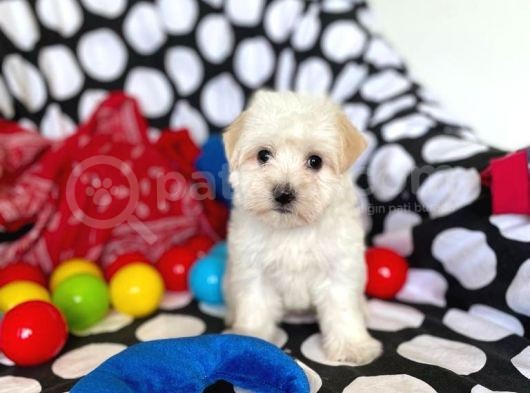 Anne Altından Maltese Terrier görsel