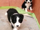 Orjinal Irk Garantili Border Collie Yavruları