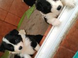 Orjinal Irk Garantili Border Collie Yavruları