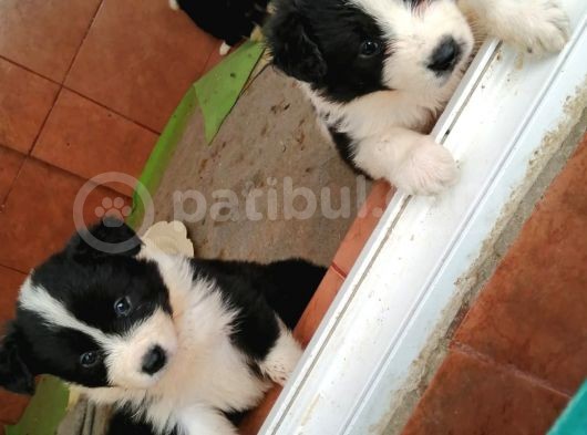 Orjinal Irk Garantili Border Collie Yavruları görsel
