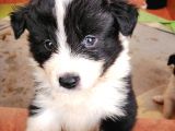 Orjinal Irk Garantili Border Collie Yavruları