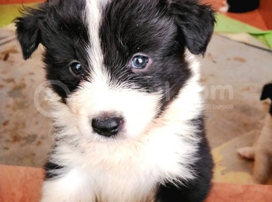 Orjinal Irk Garantili Border Collie Yavruları görsel