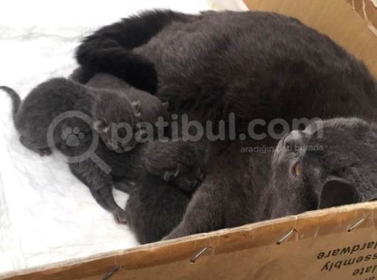 Duman Grisi Saf British görsel