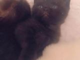Kedi Sahiplendirme