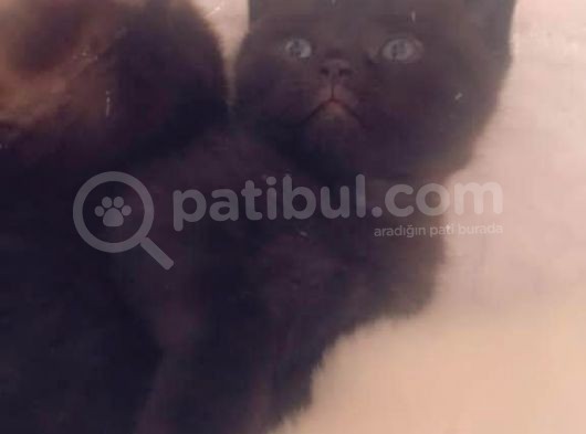 Kedi Sahiplendirme görsel