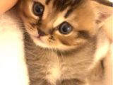 Kedi Sahiplendirme