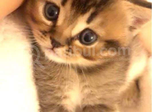 Kedi Sahiplendirme görsel