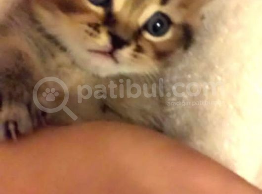 Kedi Sahiplendirme görsel