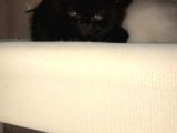 Kedi Sahiplendirme