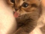 Kedi Sahiplendirme